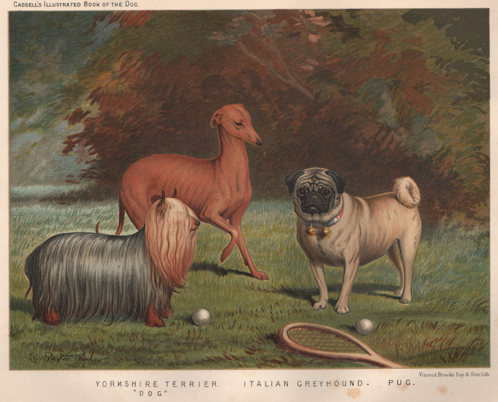 DOGS. Yorkshire Terrier